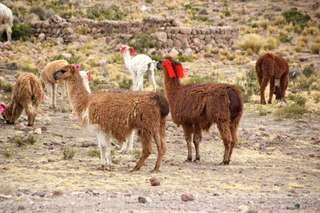 18 días en el Perú - Blogs de Peru - Arequipa y Valle del Colca (10)